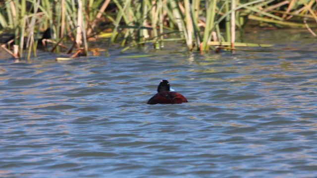 Blue-billed Duck - ML620549356