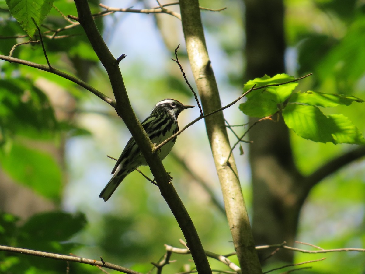 Black-and-white Warbler - ML620549357