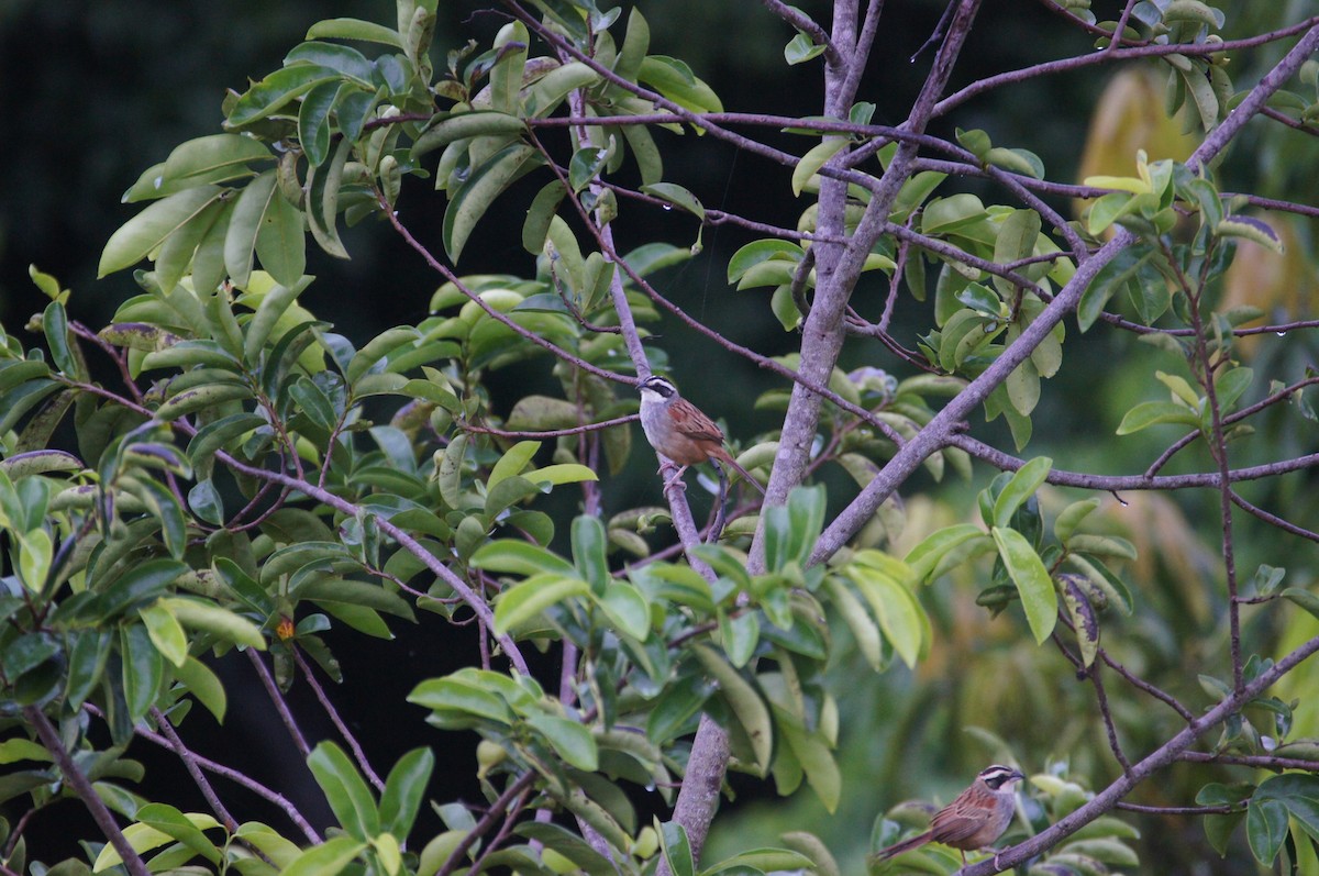 Stripe-headed Sparrow - ML620549364