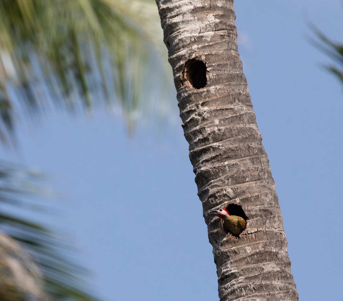 Spot-breasted Woodpecker - ML620549378