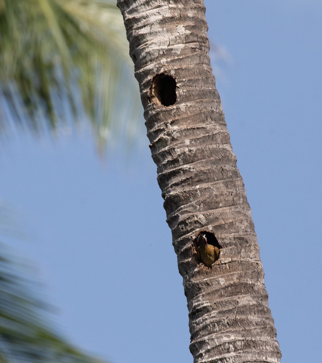 Spot-breasted Woodpecker - ML620549379