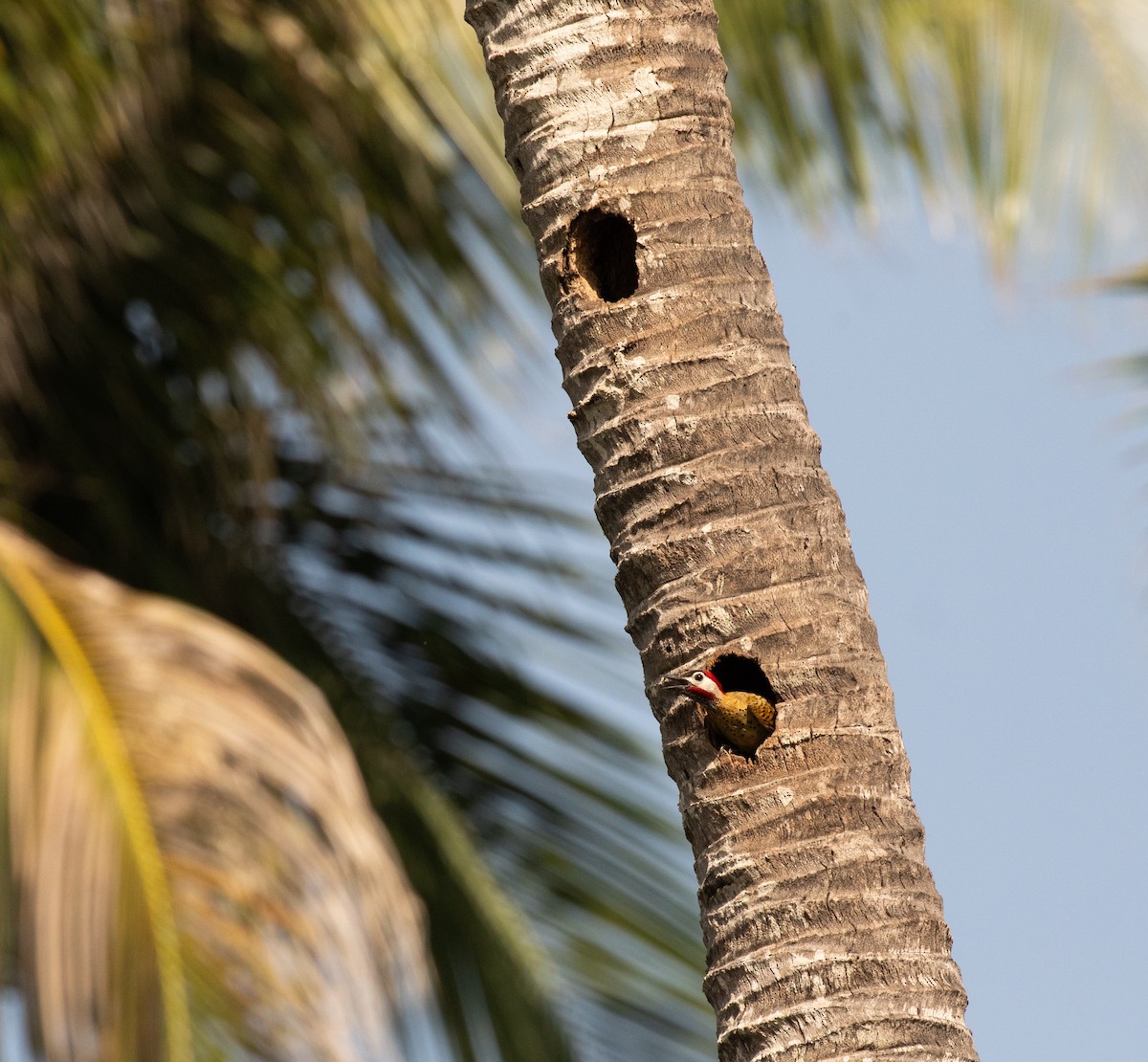 Spot-breasted Woodpecker - ML620549380