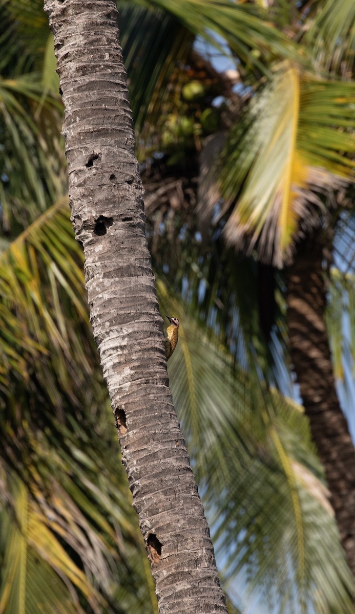 Spot-breasted Woodpecker - ML620549382