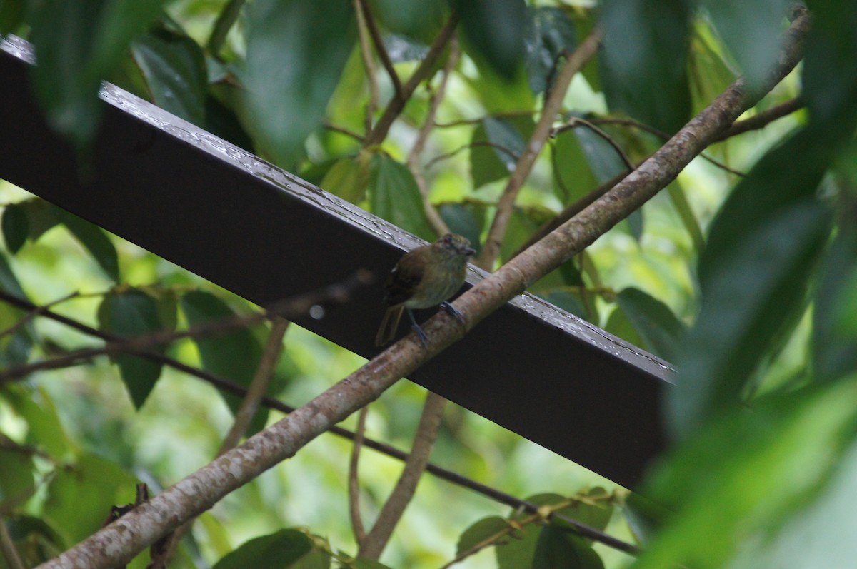 Bright-rumped Attila - Jeff Snyder