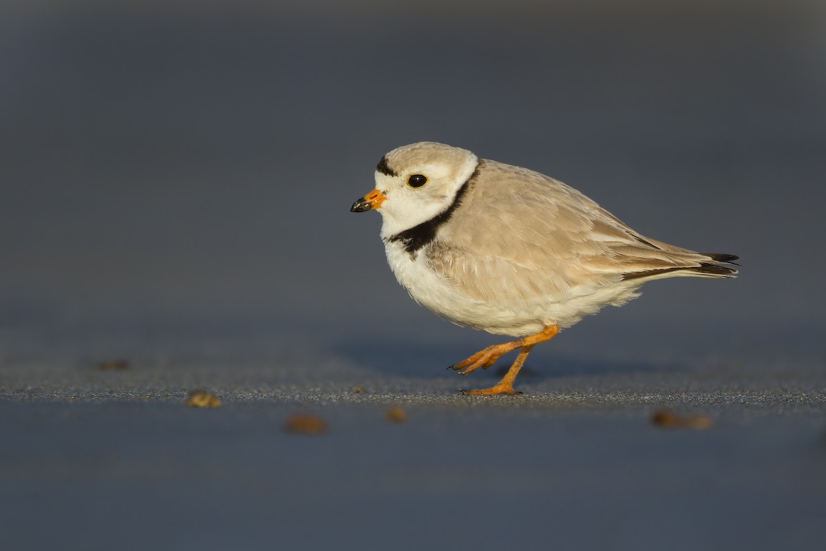 Piping Plover - ML620549394