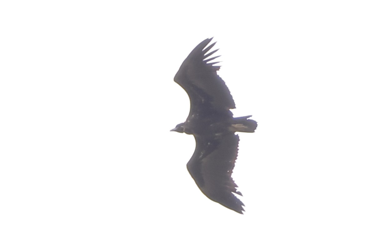 Cinereous Vulture - ML620549396