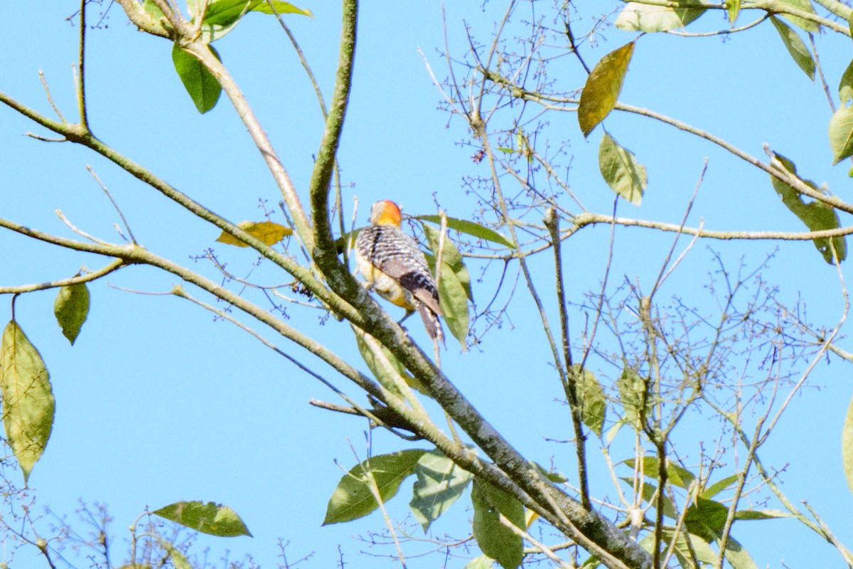 Hoffmann's Woodpecker - ML620549403