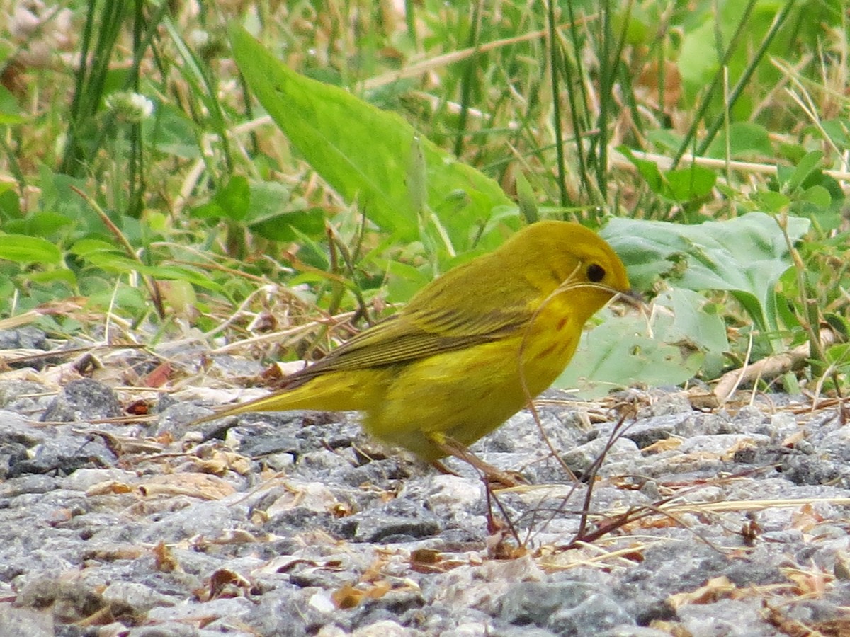 Yellow Warbler - ML620549413