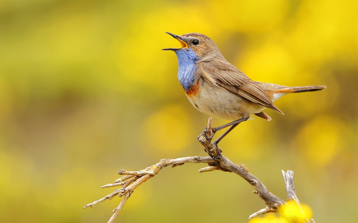 Gorgebleue à miroir (azuricollis) - eBird