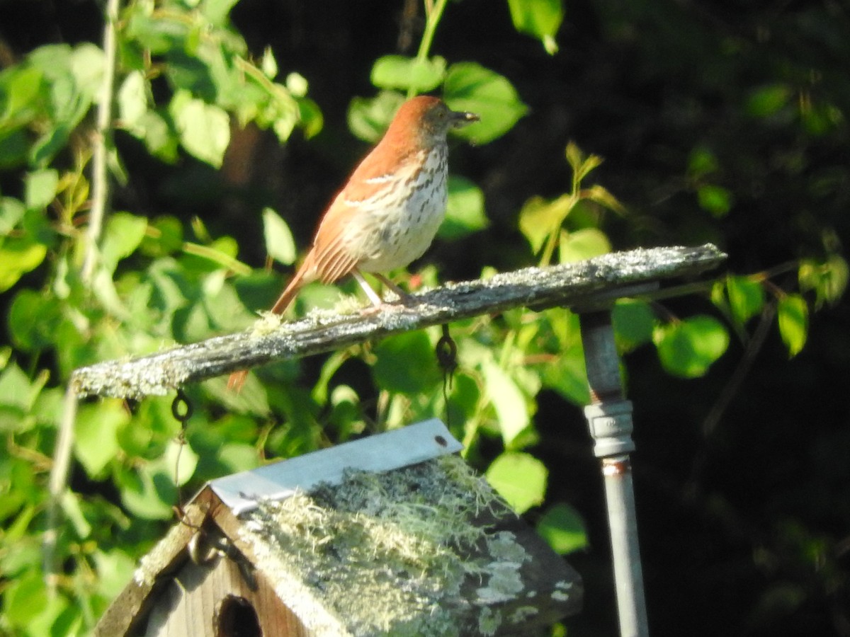 Brown Thrasher - ML620549424