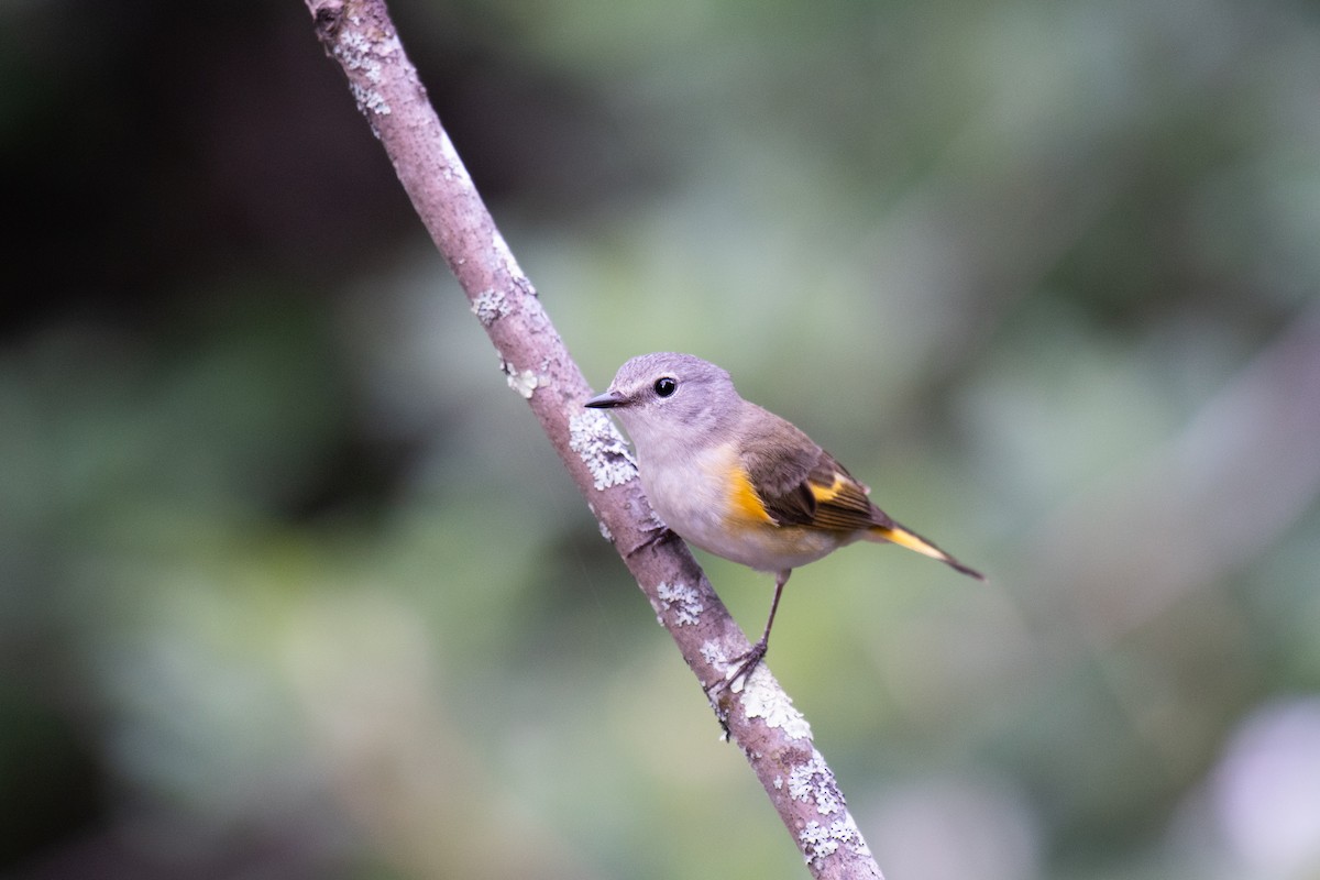 American Redstart - ML620549426