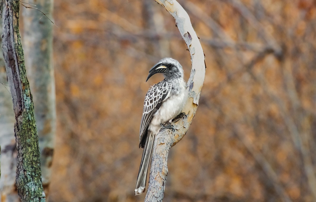 African Gray Hornbill - ML620549432