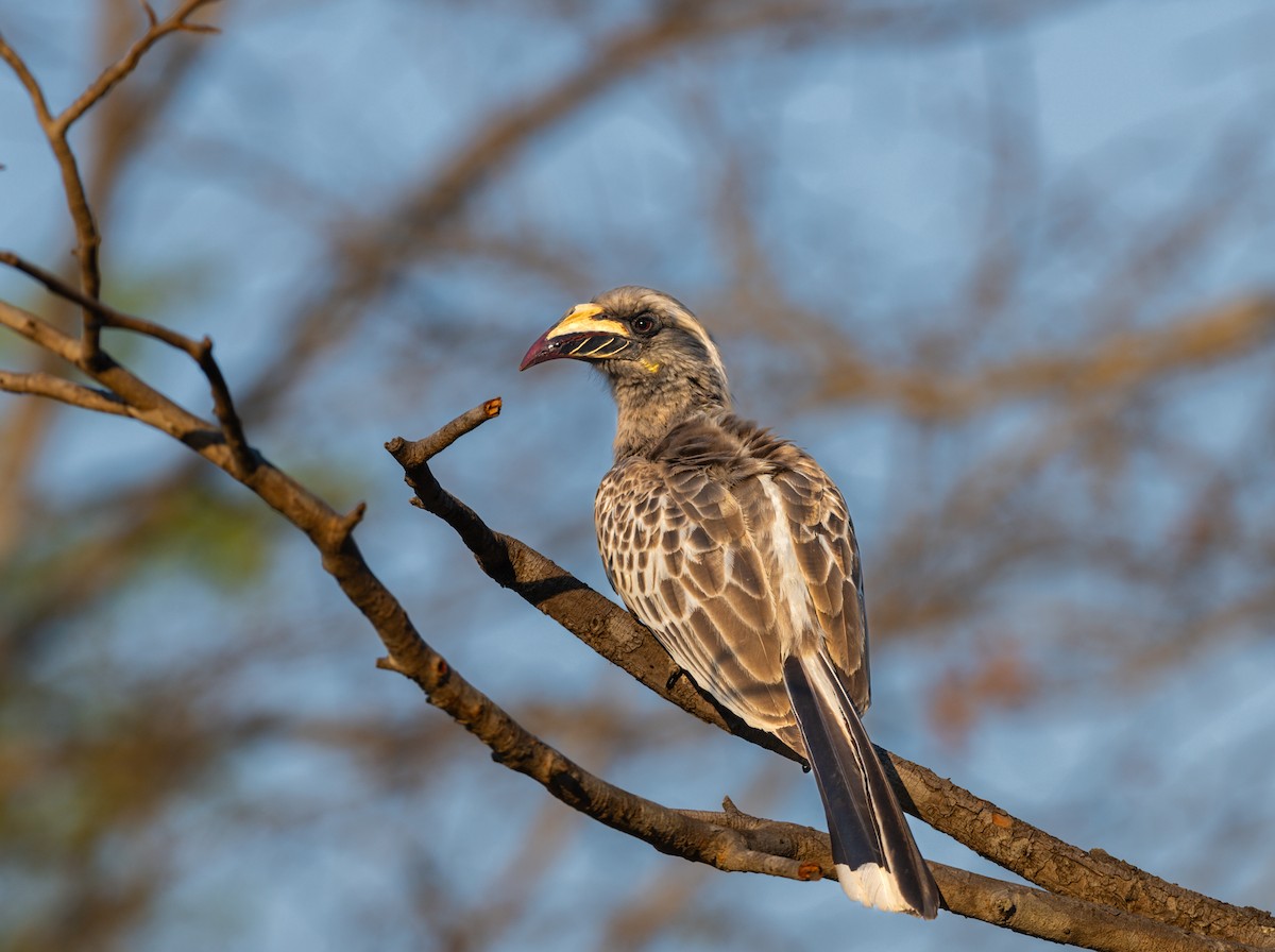 African Gray Hornbill - ML620549434