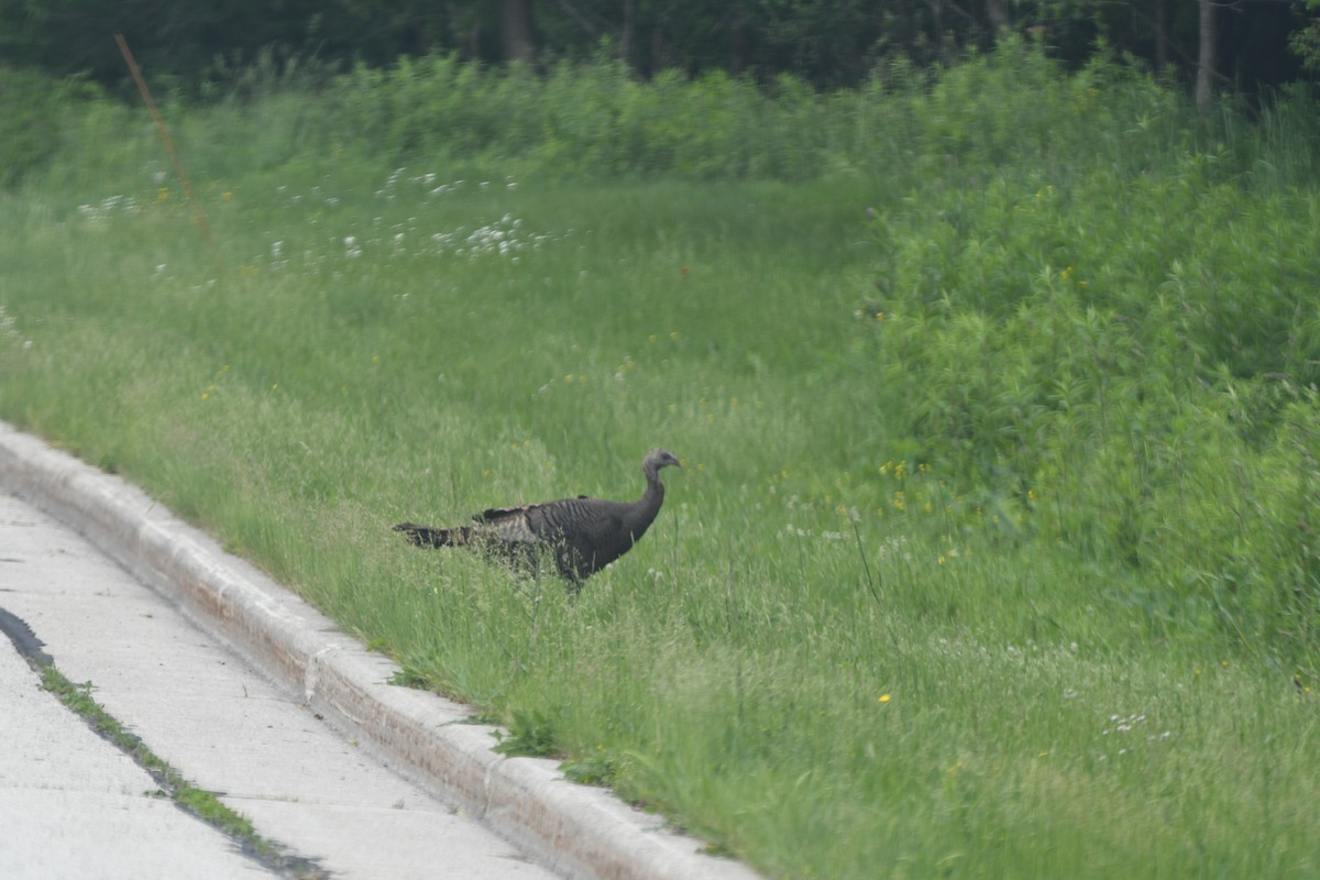 Wild Turkey - ML620549438