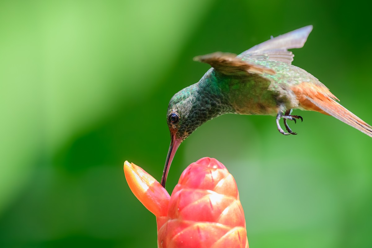 Rufous-tailed Hummingbird - ML620549439