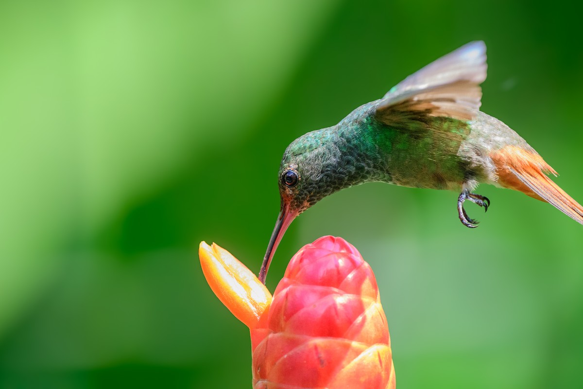 Rufous-tailed Hummingbird - ML620549440