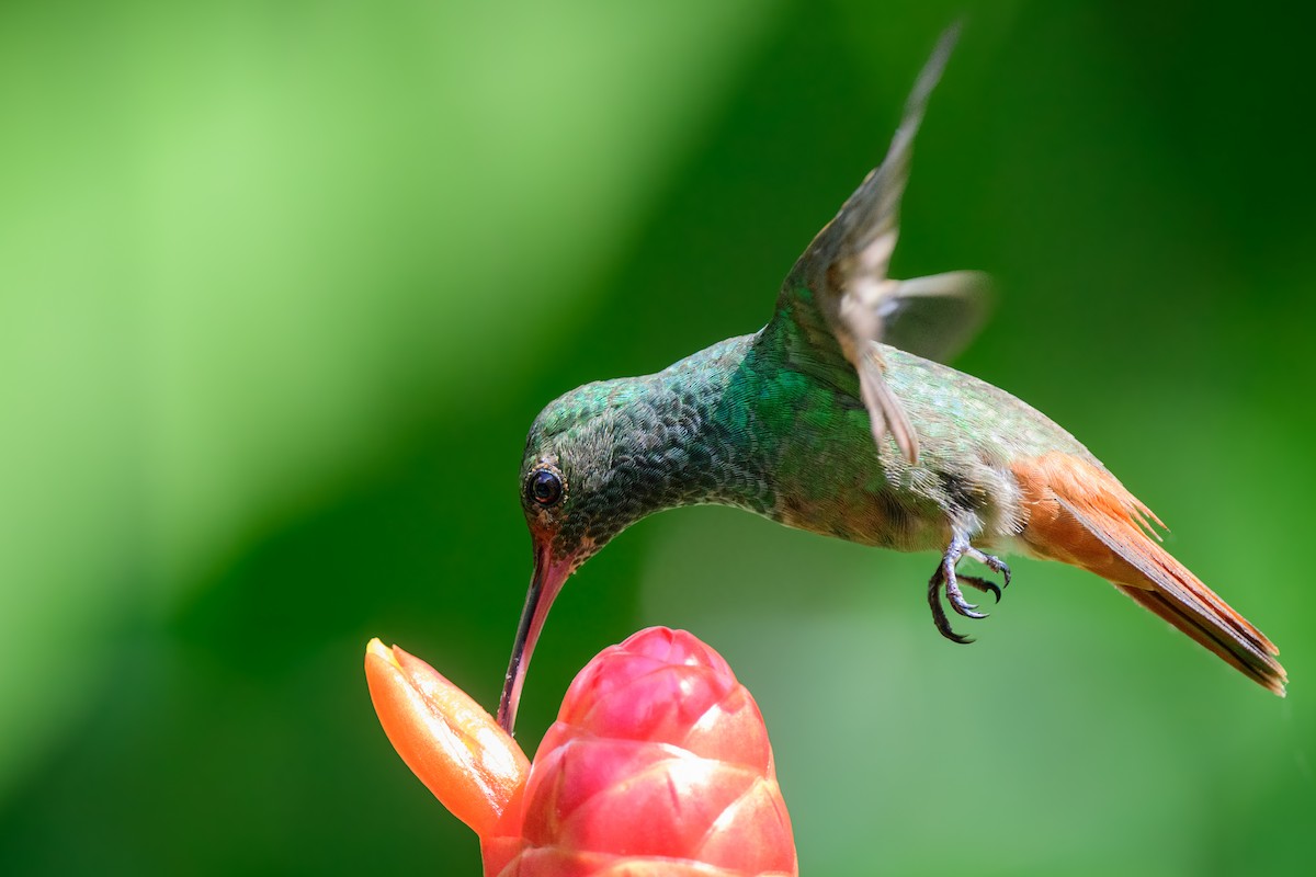 Rufous-tailed Hummingbird - ML620549441