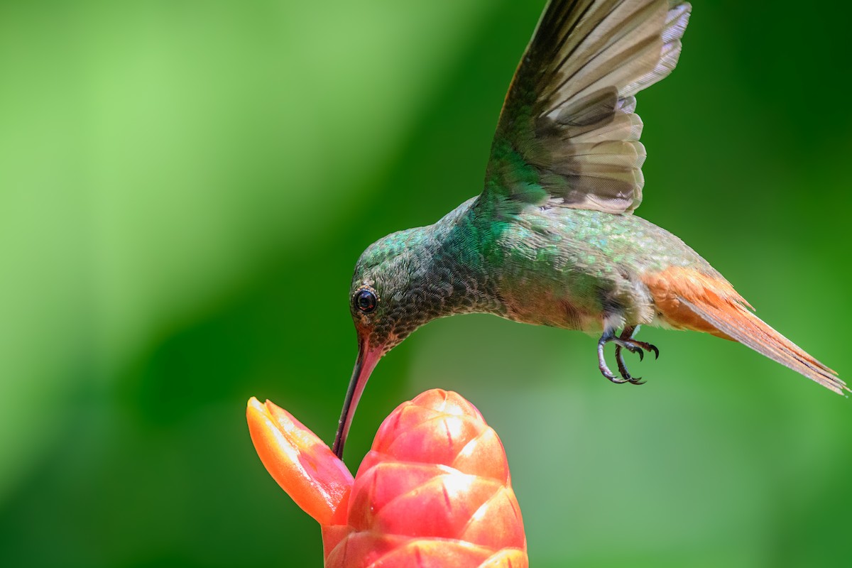 Rufous-tailed Hummingbird - ML620549442