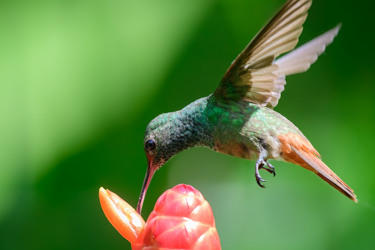 Rufous-tailed Hummingbird - ML620549443