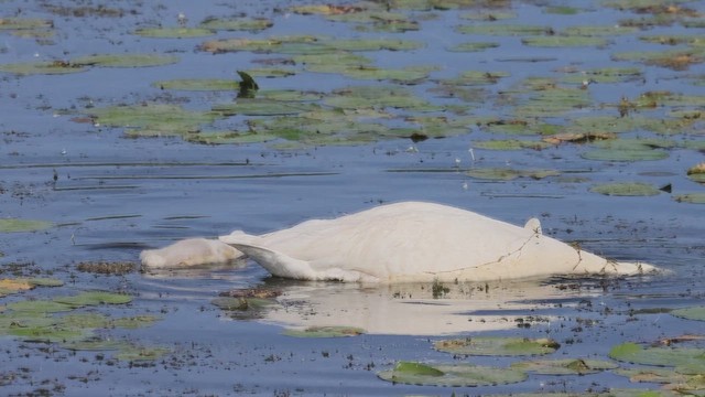 Trumpeter Swan - ML620549449