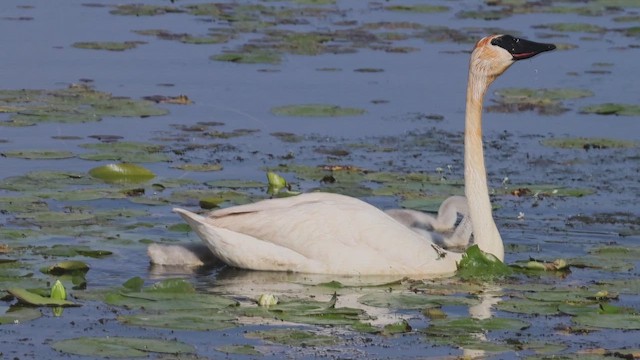 Trumpeter Swan - ML620549450