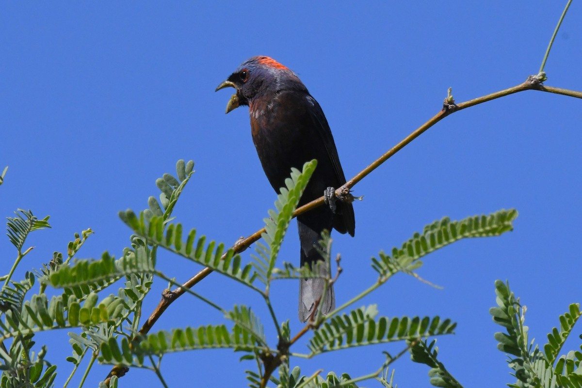 Varied Bunting - Timothy White