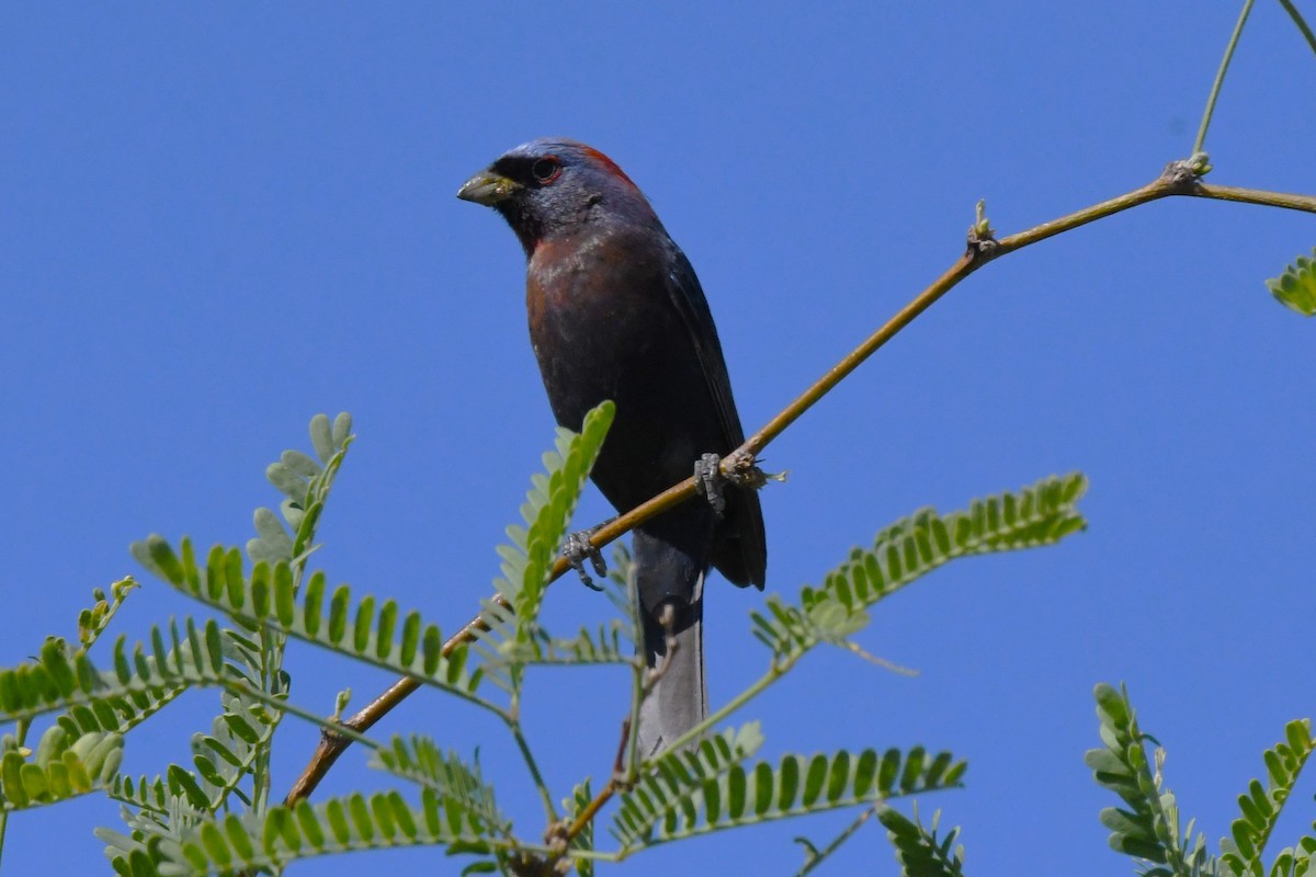 Varied Bunting - ML620549457