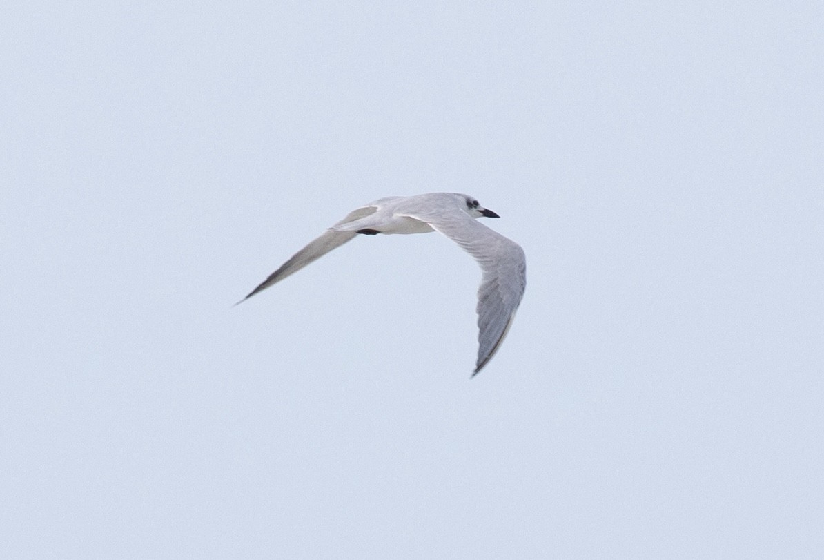 Gull-billed Tern - ML620549464