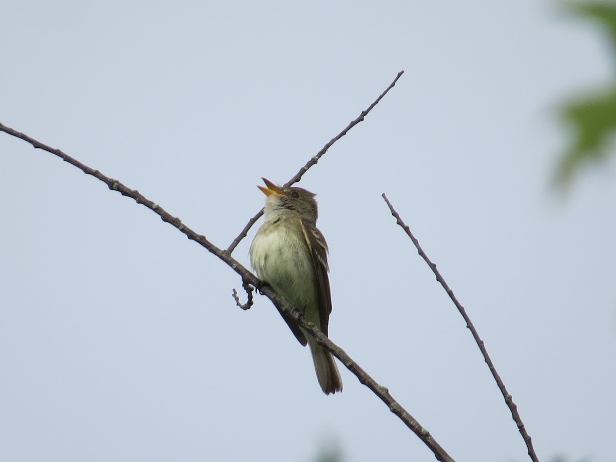 Willow Flycatcher - ML620549467