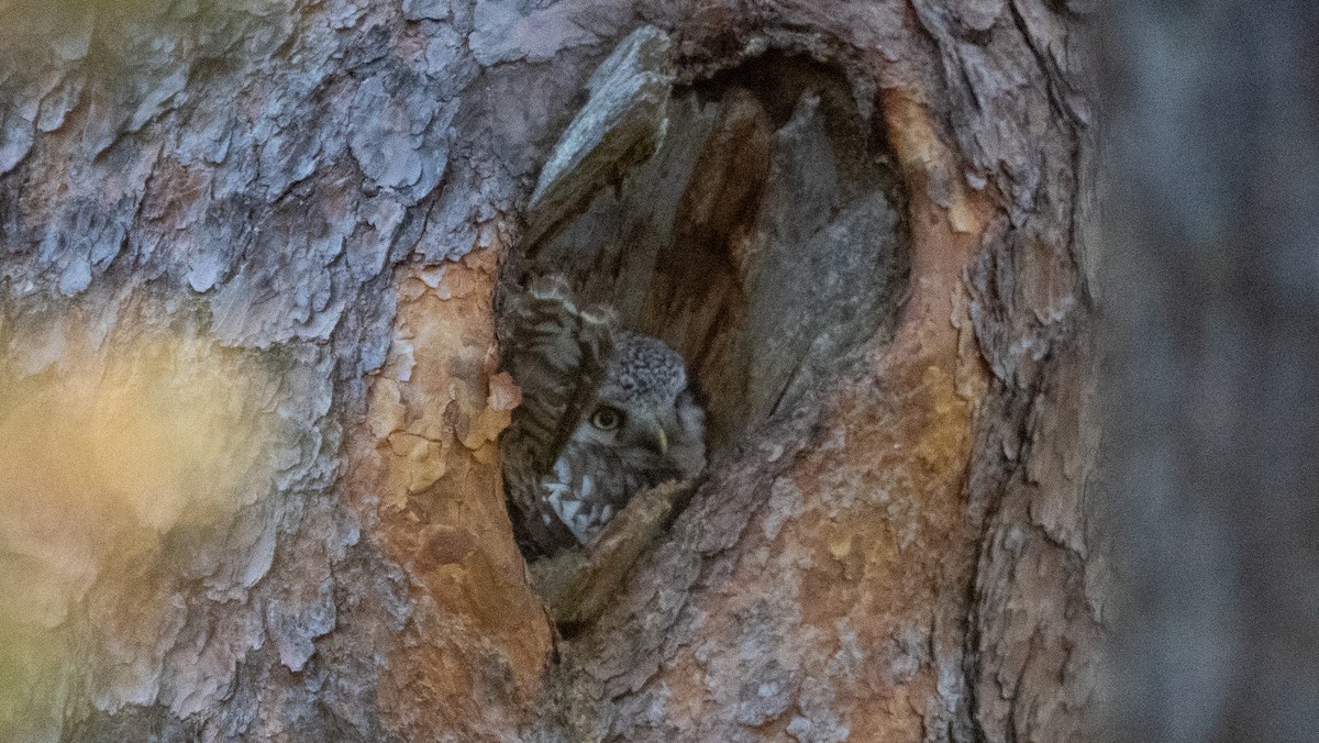 Northern Hawk Owl - Steve McInnis