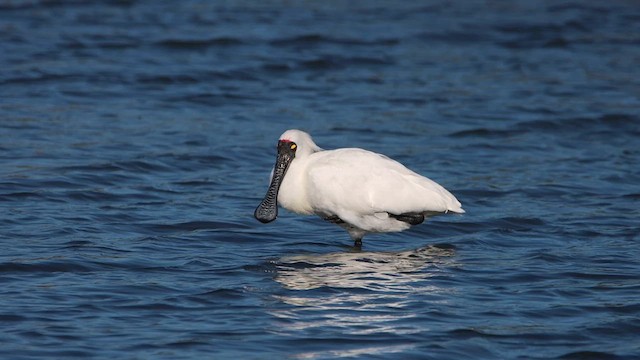 Royal Spoonbill - ML620549472