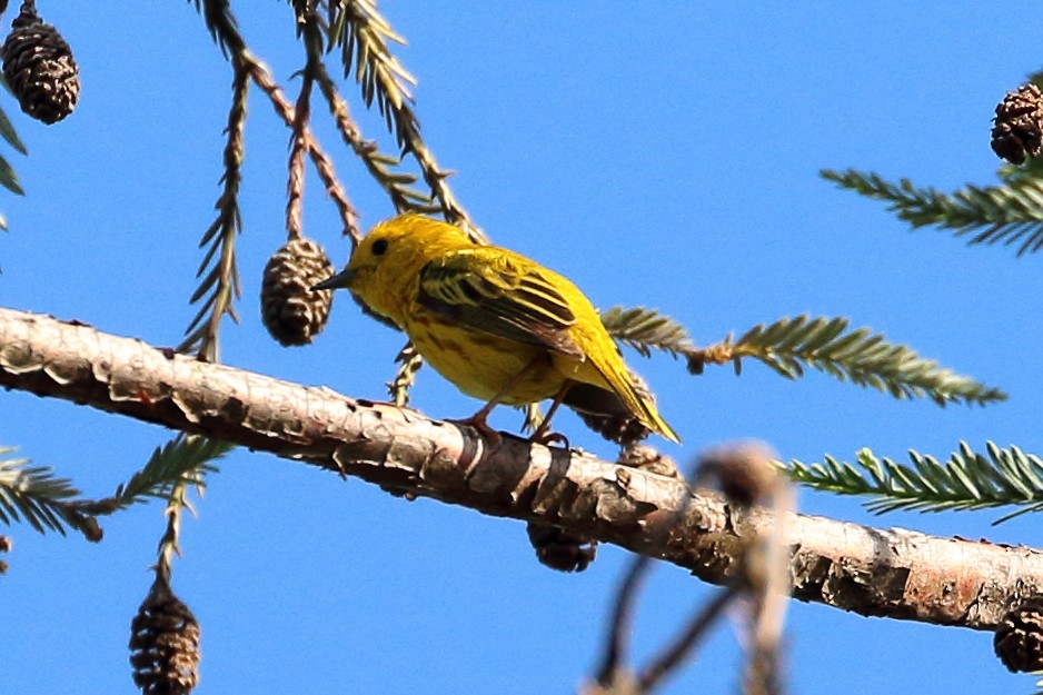 Paruline jaune - ML620549473