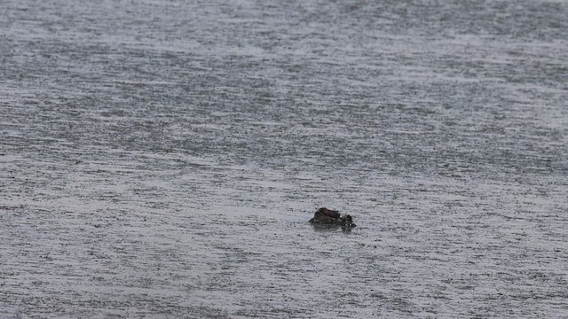 Pied-billed Grebe - ML620549476