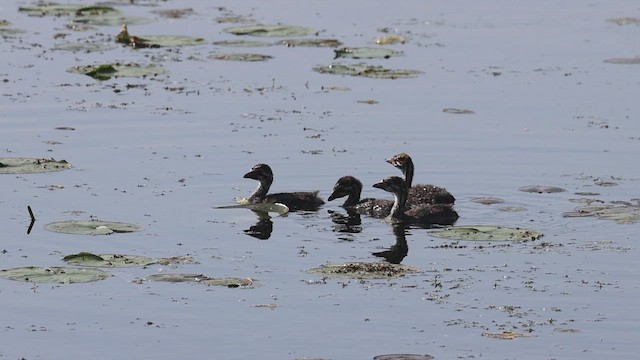 Pied-billed Grebe - ML620549477