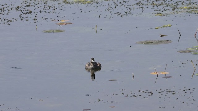 Pied-billed Grebe - ML620549478