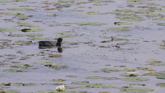 American Coot - ML620549481