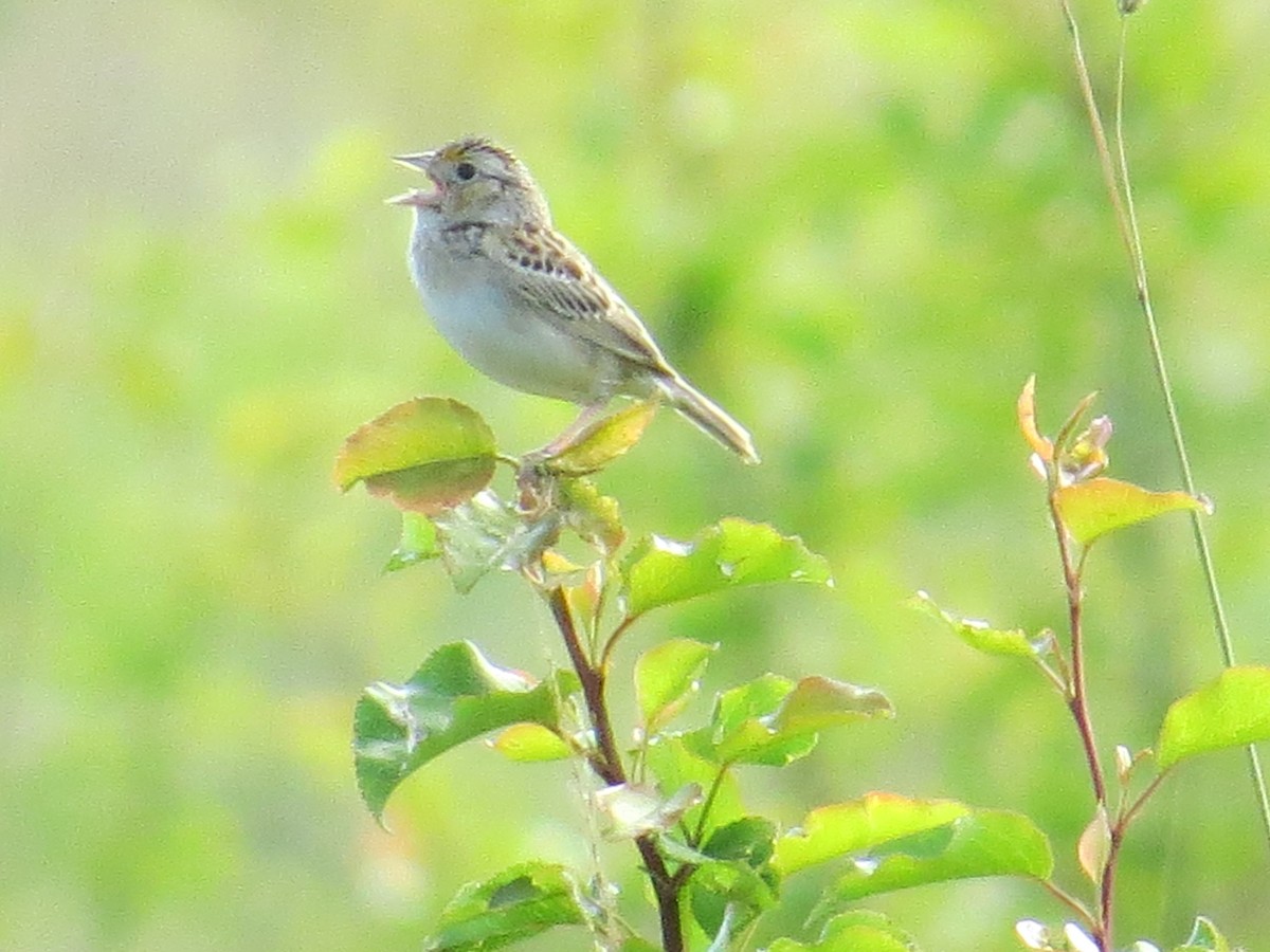 Grasshopper Sparrow - ML620549482