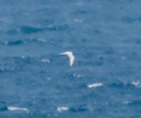 Common/Arctic Tern - ML620549483