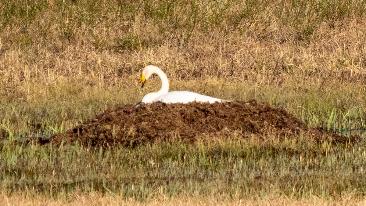 Whooper Swan - ML620549485