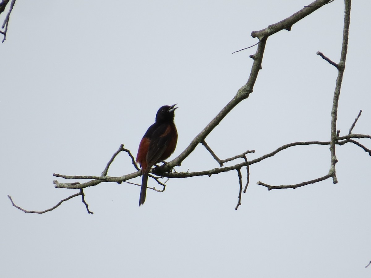 Orchard Oriole - ML620549487