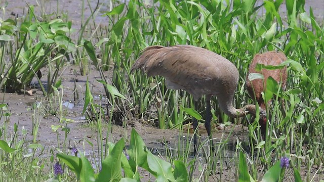 Sandhill Crane - ML620549488