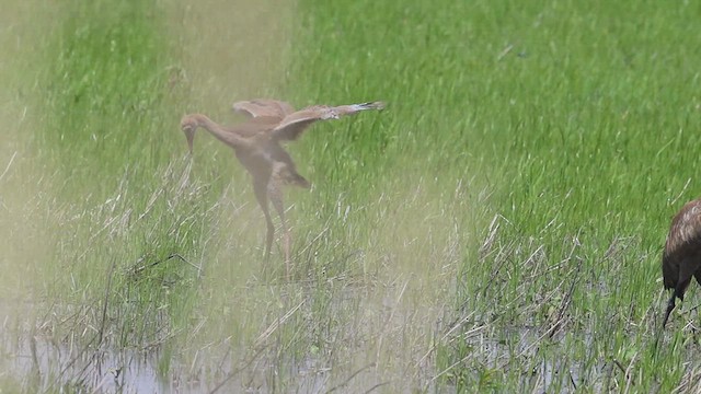 Sandhill Crane - ML620549490