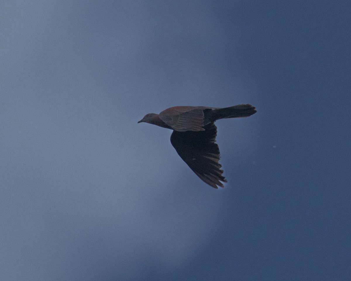 Pale-vented Pigeon - David Ascanio