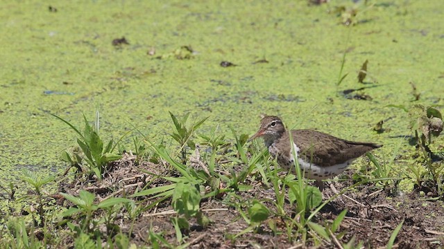 Spotted Sandpiper - ML620549495