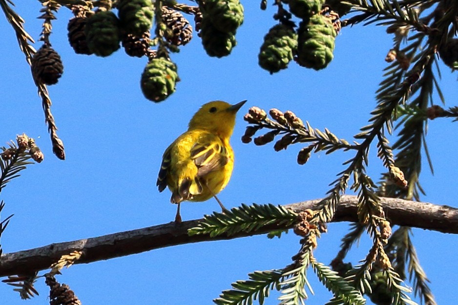 Paruline jaune - ML620549500