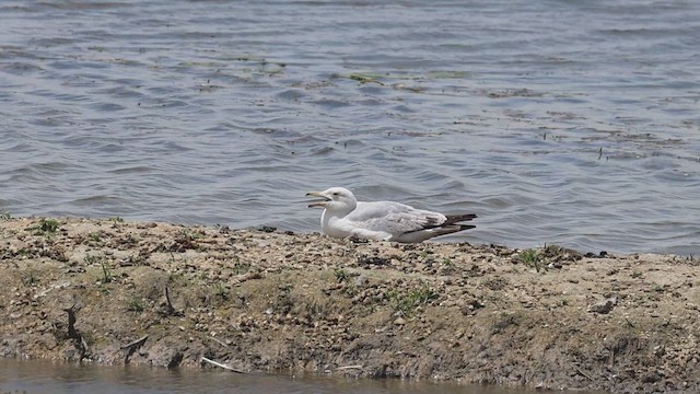 Herring Gull (American) - ML620549502