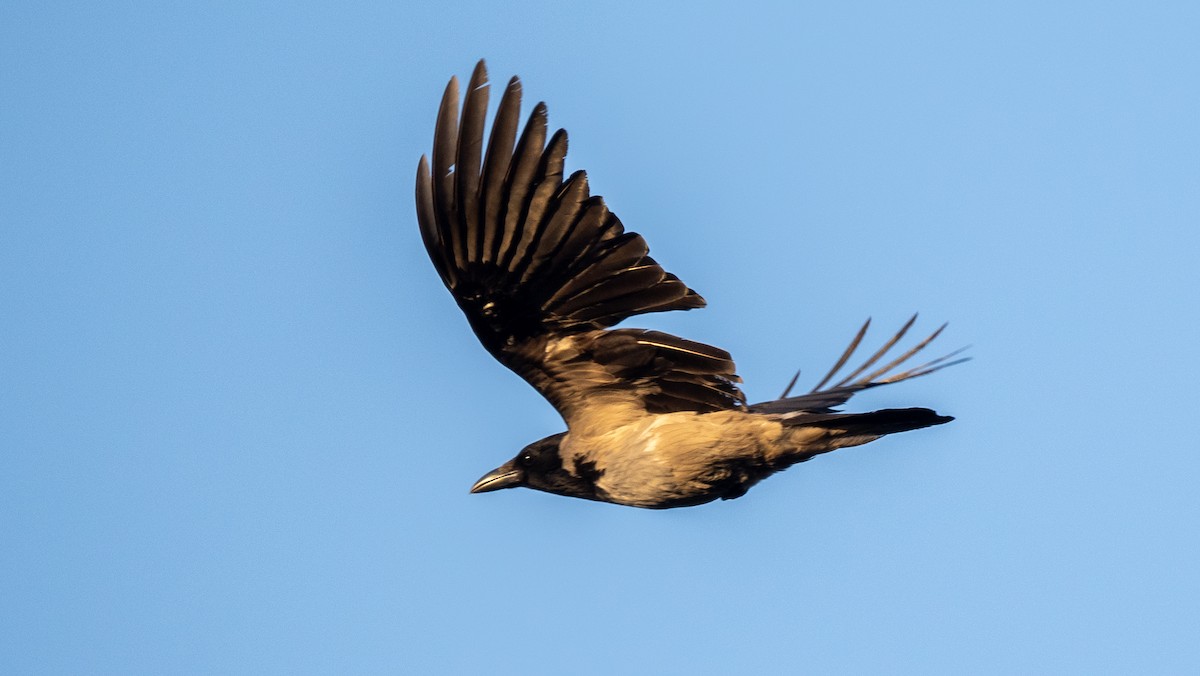 Hooded Crow - ML620549505