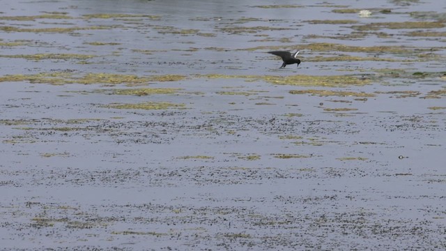 Black Tern - ML620549511