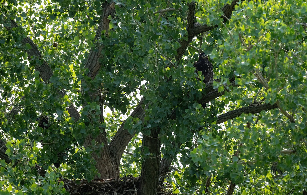 Bald Eagle - Linda Sullivan