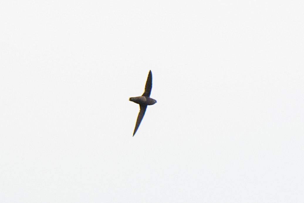 Gray-rumped Swift - ML620549523